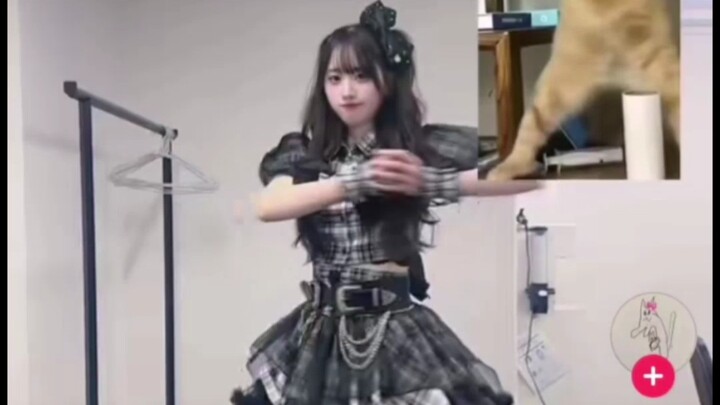 【تيك توك】 فتاة يابانية تقلد رقصة القط الصغير الذكي الصيني
