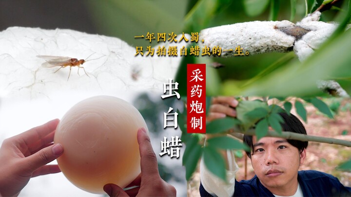 [Traveling to Sichuan four times a year, spending over 100,000 yuan, all to film the life cycle of t