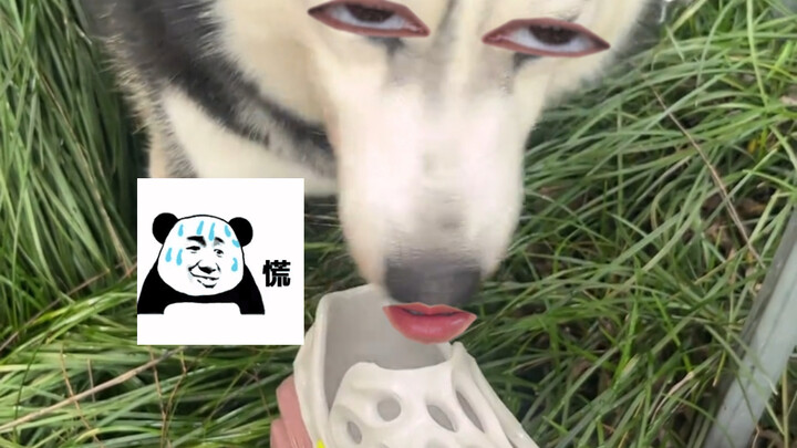 Doctor: How can a dog's mouth get athlete's foot?