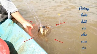 Giăng lưới bắt cá cho cua ăn | Săn Bắt & Ẩm Thực | Tal Vlog