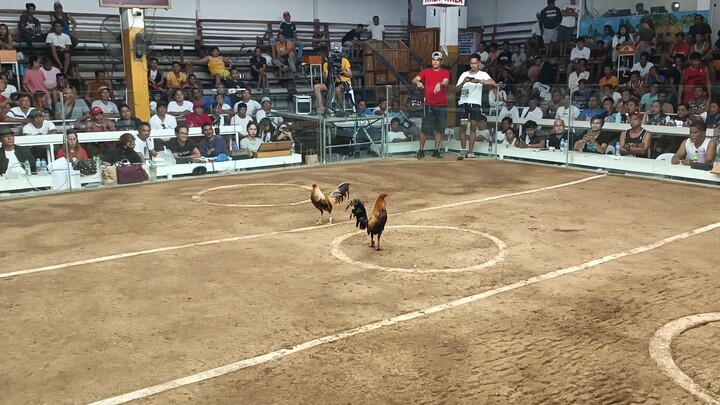 7 stag Sabong Idol. B meg promotion. 6th fight loss using Peruvian/perry hatch.