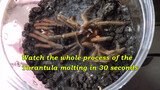 30 giây xem hết quá trình lột xác của một chú nhện