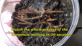 Saksikan Seluruh Proses Molting Tarantula dalam 30 detik!