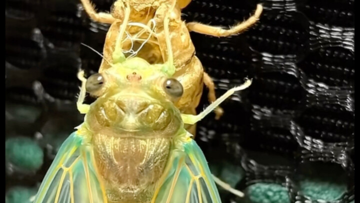 As soon as you see a cicada that’s just molted, you’ve got to toss it straight into the frying pan!