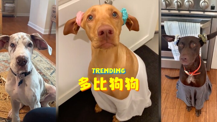 كل الكلاب في العالم تريد أن تسأل: ما الجنون الذي تفعلونه أنتم البشر مؤخرًا؟