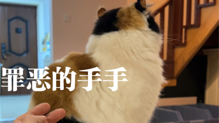 Bela Nyonya Kucing! Nyonya Kucing itu terlalu imut, aku juga nggak tahan—aku nggak bisa nahan, aku n