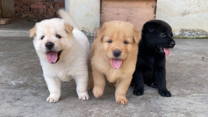 Anak anjing baru saja berusia satu bulan, menganggap jari saya seperti dot—sangat menggemaskan