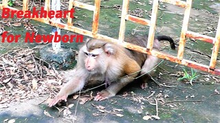 Oh Dear!, Mother Molia Crawling Under The Narrow and Lower Fence In Order To Beg Foods