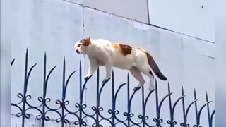 المحارب القطط قادم!