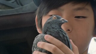《艾斯奥特曼》剧情解析：当鸽子不再象征和平