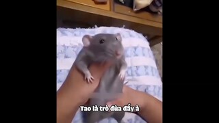 Côn Sen cũng bó tay với tụi này #doisonghaihuoc