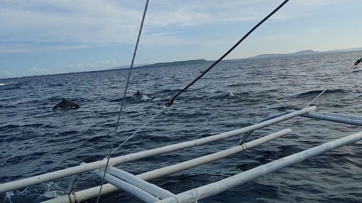 Cute Dolphins
