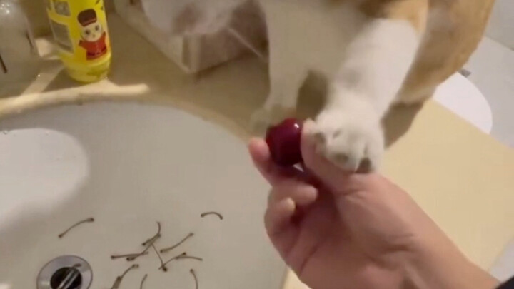 Kitten: Oh, no, no! That won't do!