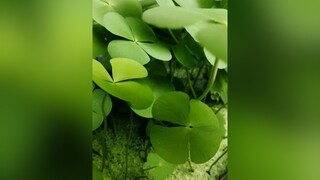 bongcomay 四叶草 lacomay