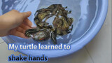 Tôi mất hai tháng để dạy rùa cách bắt tay