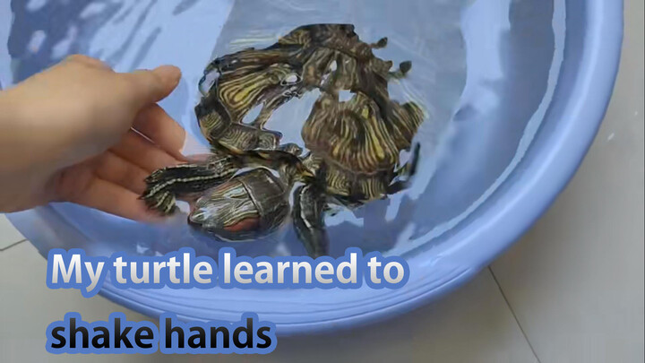 I manage to train my trachemys scripta to shake hands
