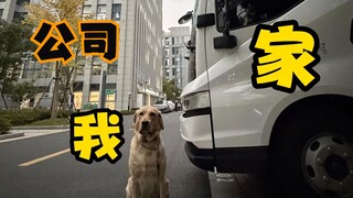 دليل التوطين المثالي للثيران والخيول...