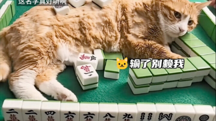 Awkward Moments of Cats
