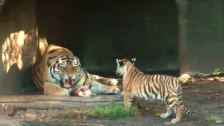 “Si anak harimau bermain dengan ayahnya” – si harimau jantan ditampar terjungkal oleh si harimau bet