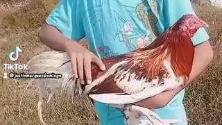 2019 baloy cuyapo Nueva ecija