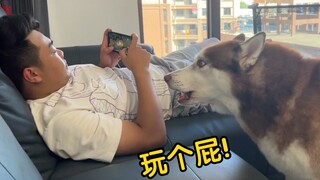 主人打游戏没空给二哈喂饭，二哈气得破口大骂！
