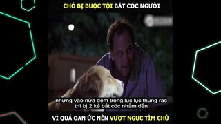 Chó bị buộc tội bắt c.óc người. Vì quá oan ức nên vượt ngục tìm chủ | LT Review