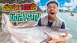 Compressed fish 100 kg Bueng Samran อัดปลา 100 kg บึงสำราญ