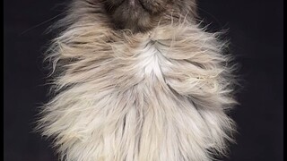 The moment I looked up, it was as if I saw the overbearing president of the cat world...
