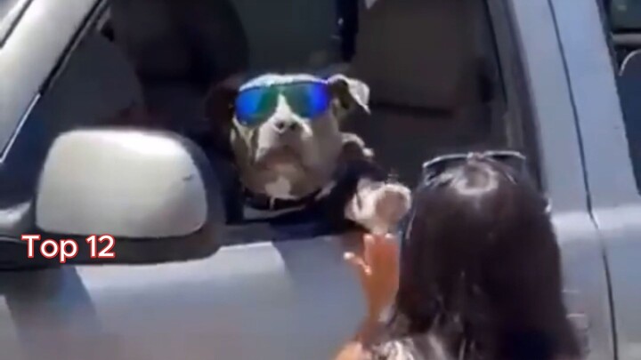Ranking Wholesome Dog Moments