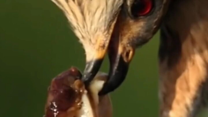 elang makan siput