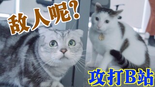 قطتي اقتحمت مقر بيلي بيلي! هل تصدق ذلك؟