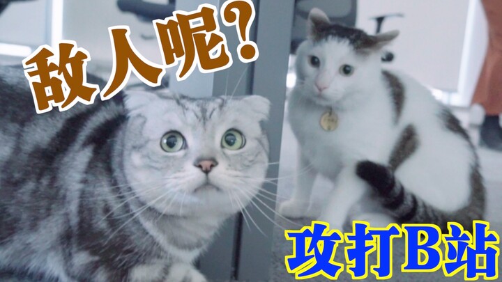 我家猫攻陷了bilibili总部！你敢信？