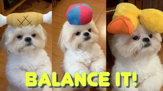 Cute Shih Tzu Puppy Tries to Balance His Toys On His Head