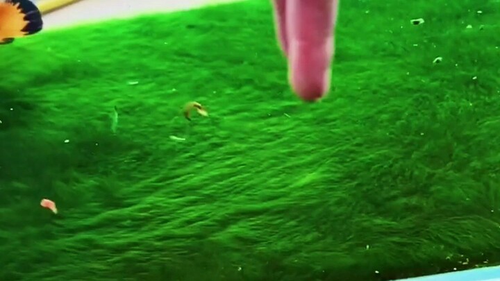 It’s been 30 days since I put “algae seeds” in the fish tank. Here’s a report on the situation