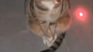 แมวซิกมา