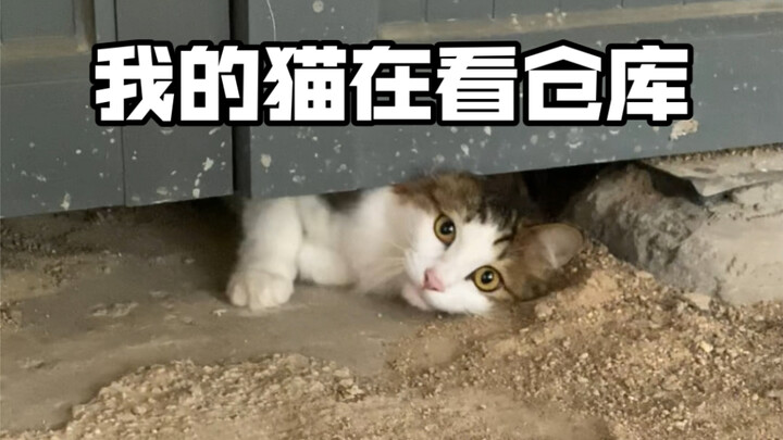 แมวของฉันกำลังดูแลโกดัง