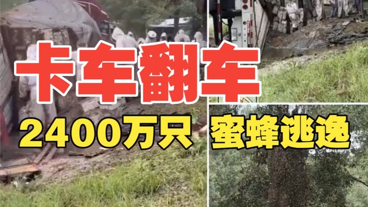 Truck Overturn: 24 Million Bees Escape
