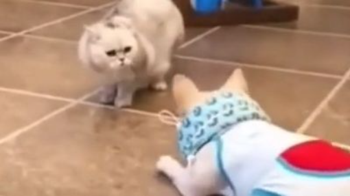 So funny cute dogs  and cats  2022