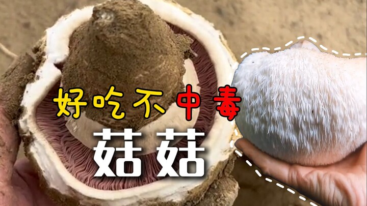 كيف لا تحبّ هذه الفطر الجميلة إلى هذا الحد؟