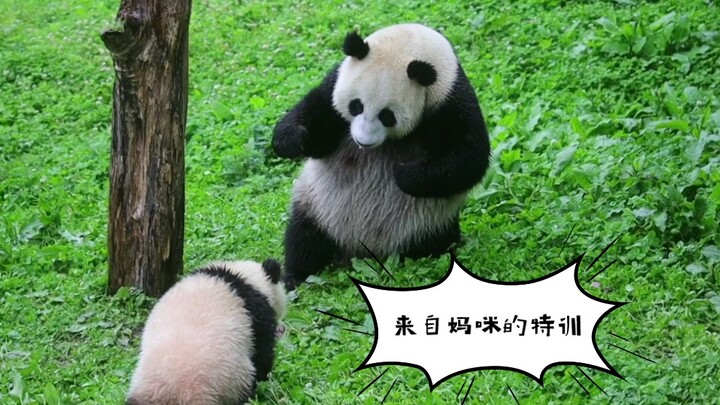 Intensive Training ~ Big Sister Goose, Mommy’s Got You Covered—Rolling and Soaring! [Giant Pandas Xi