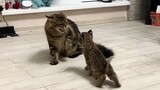 [Animals]When a naughty lynx meets a cute cat