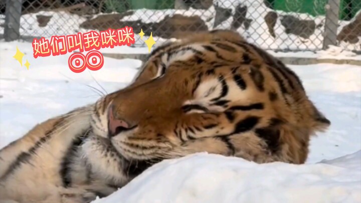 Northeast Tiger: They call me Mimi? My heart is so tired!