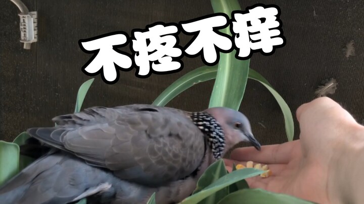 When I realized the pigeon’s combat power is only 5…