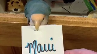 ببغاء "منقار المقص" ماوي