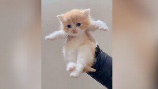 "Tongkat Terbang Kecil datang!!"