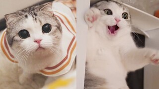 The seemingly well-behaved and healing little kitten actually has such a big contrast behind it.