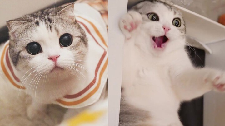 Đằng sau chú mèo nhỏ ngoan ngoãn và dễ thương hóa ra lại có sự đối lập lớn đến vậy