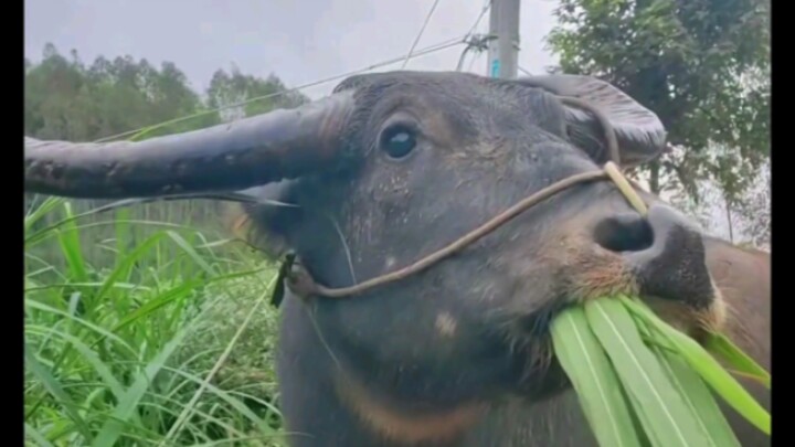 A few blades of grass bring the taste of a hearty feast—just like a farmyard water buffalo.