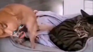 Anh mèo, anh ngủ nhầm chỗ rồi, đây là tổ của tôi đấy