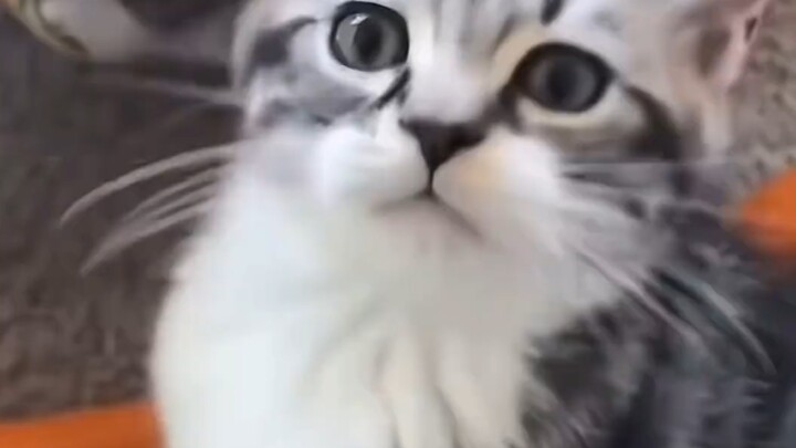 Laki-laki vs Perempuan Memberi Nama pada Kucing Kecil
